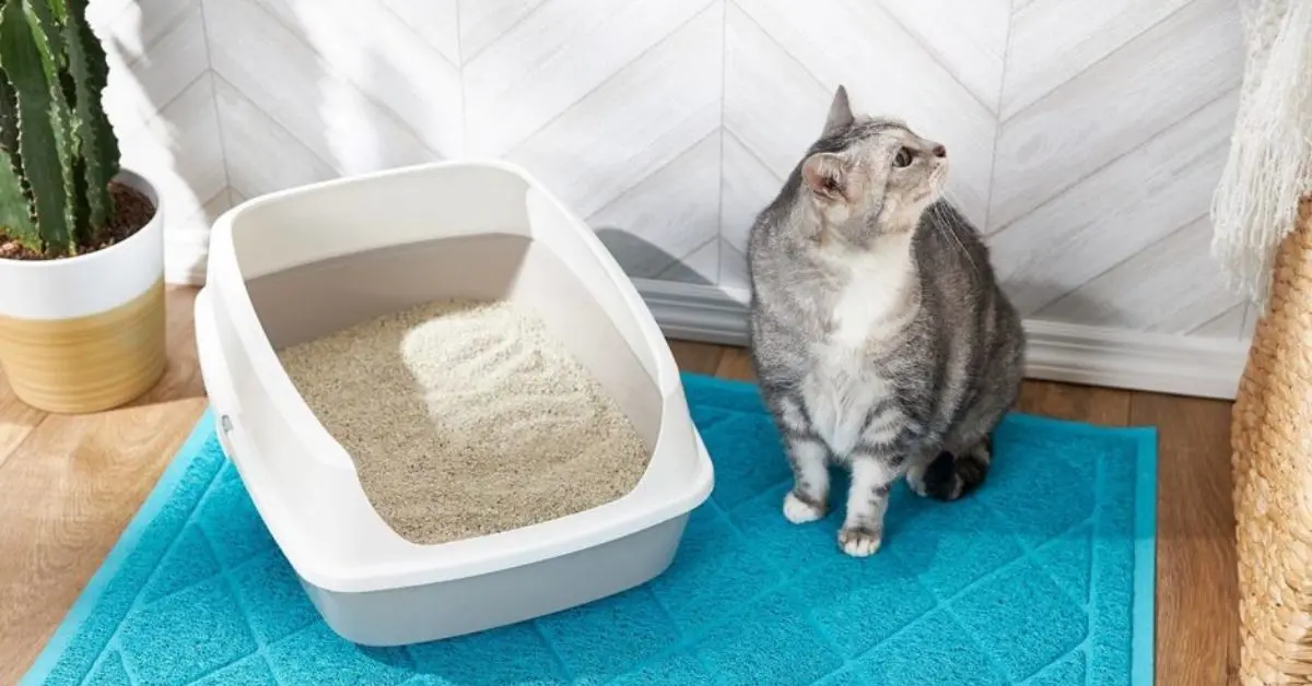 Cat Litter Market