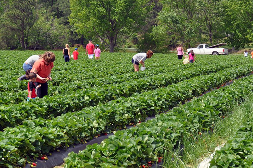 Colombia Agro Tourism Market